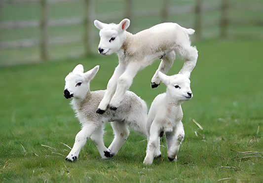 Baby lambs playing a field