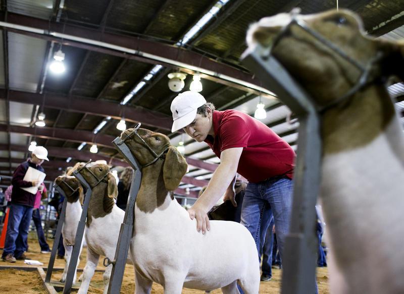 Raising Show Goats: A Comprehensive Guide