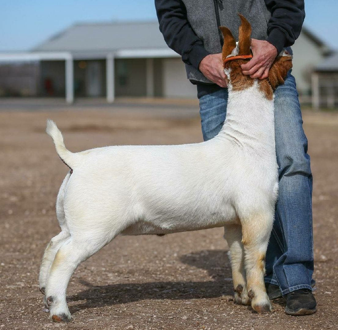 Mastering the Stand: Training Your Goat for Success at Livestock Shows